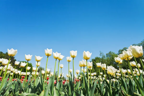 Bottom View White Ornamental Tulips Flowerbed Blue Sky Background — Stock Photo, Image