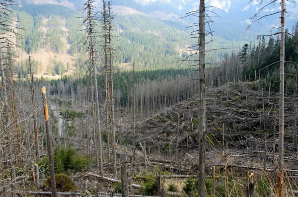 Güçlü Kasırgadan Sonra Kırılmış Ağaçlar — Stok fotoğraf