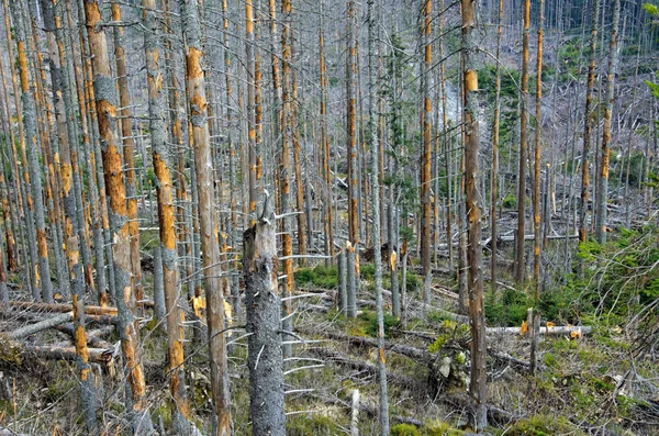 허리케인으로 쓰러진 나무들 — 스톡 사진