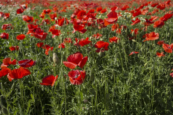 Hermosas Flores Amapolas Fondo —  Fotos de Stock