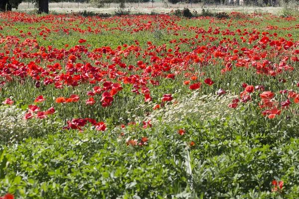 Hermosas Flores Amapolas Fondo —  Fotos de Stock