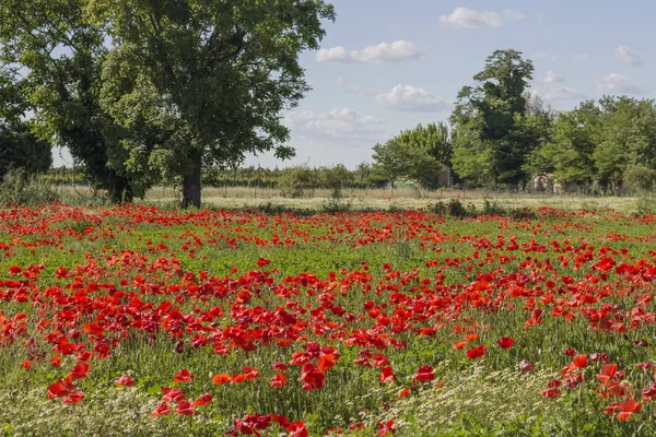 Belles Fleurs Coquelicots Sur Fond — Photo