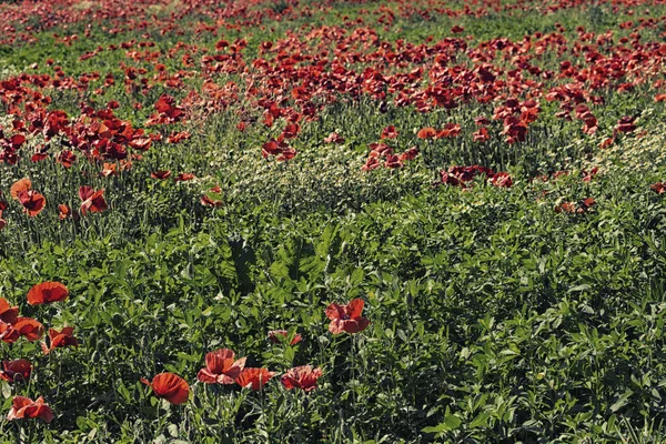 Belles Fleurs Coquelicots Sur Fond — Photo