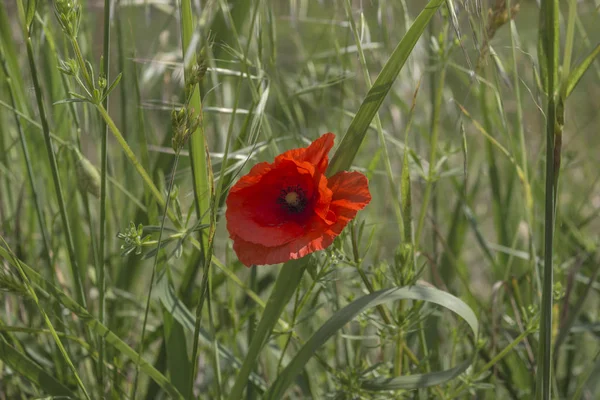 Coquelicot Rouge Sur Champ Mauvaises Herbes Vertes — Photo