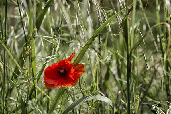 绿色杂草场上的红色罂粟 — 图库照片