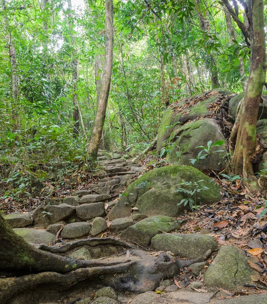 Trilha Floresta Tropical Tailândia — Fotografia de Stock