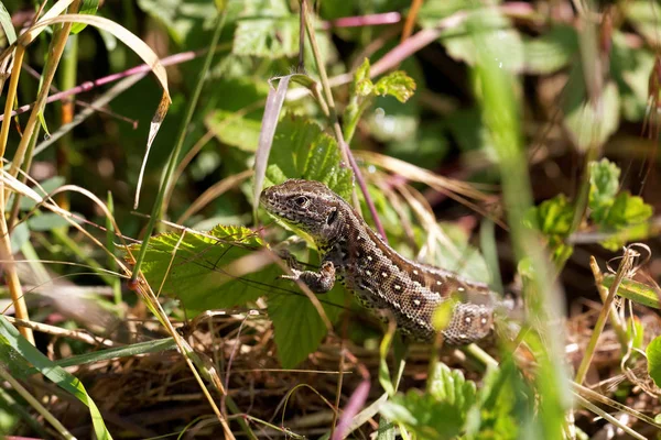 Close Lizard Habitat Wildness Concept — Stock Photo, Image