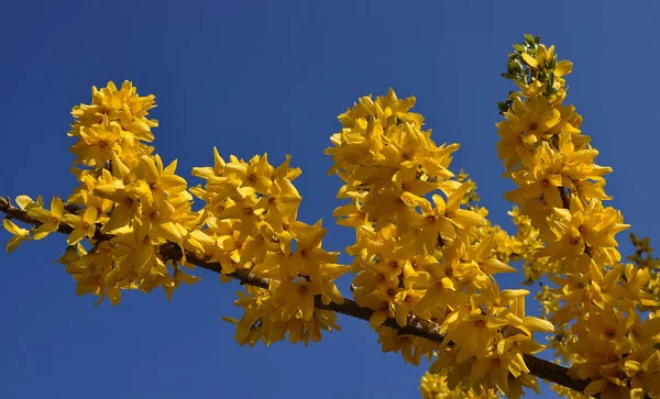 Mimóza Sárga Virágai Tavasszal — Stock Fotó
