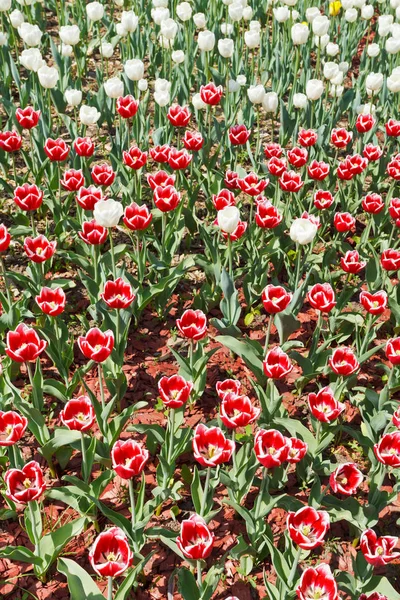 Plantacja Czerwono Białych Ozdobnych Kwiatów Tulipanów — Zdjęcie stockowe