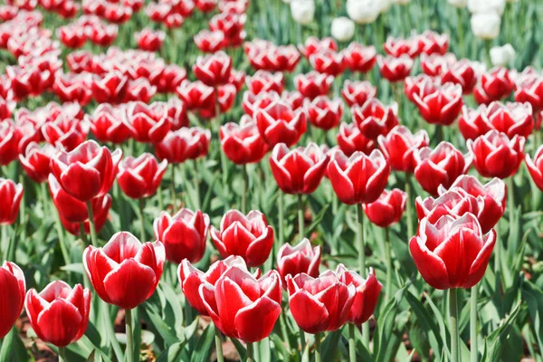 Červená Dekorativní Tulipány Květinové Pole Zblízka — Stock fotografie