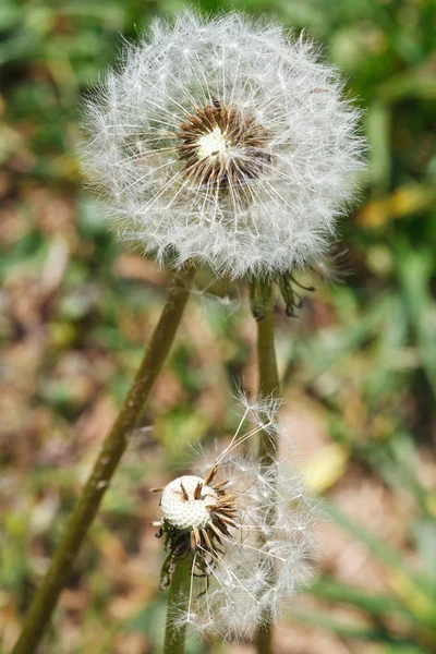 Two Seed Heads Taraxacum Blowballs Lawn Close Lawn — Stock Photo, Image