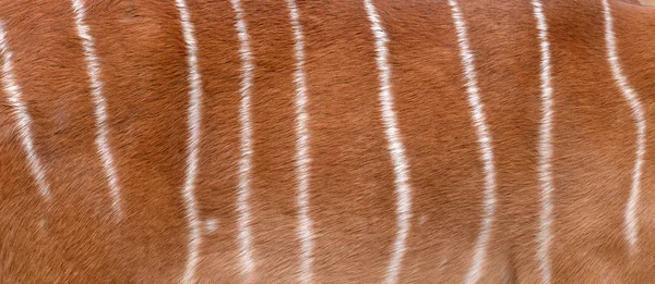 Texturizado Pele Nyala Pode Usar Para Fundo — Fotografia de Stock