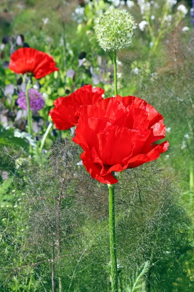 Fire Red Poppy Papaver Orientale — Stock Photo, Image