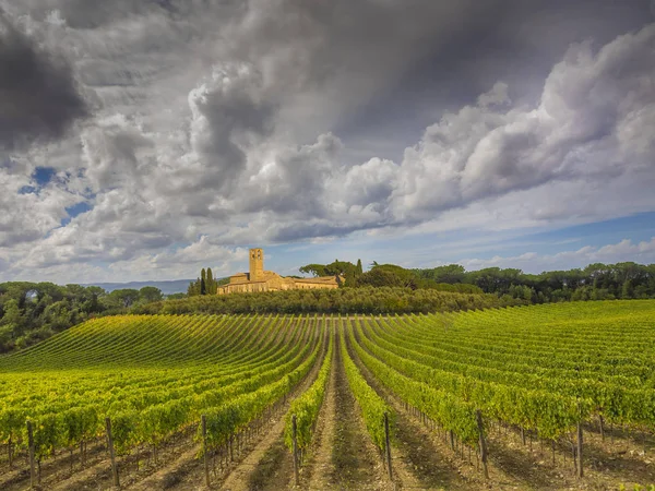 Countryside Vineyards Agriculture Grapevine Plants — Stock Photo, Image