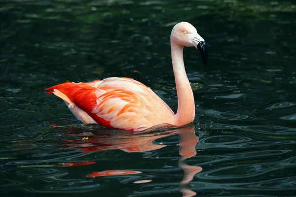 Doğadaki Güzel Flamingo Kuşunun Manzarası — Stok fotoğraf