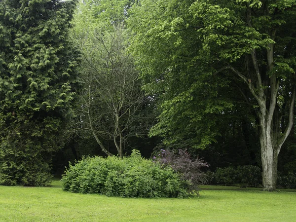 Uma Vista Gramado Verde Com Uma Árvore — Fotografia de Stock