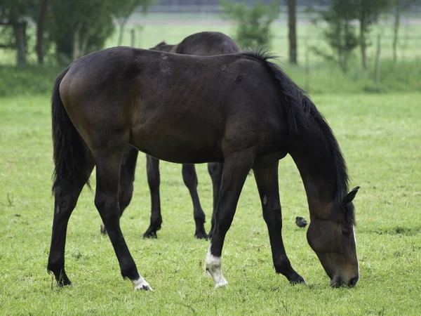 Horses Outdoors Daytime — Stock Photo, Image