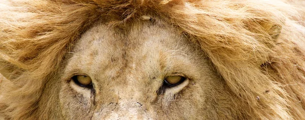 Lion Panthera Leo Sitting Path Okavango Delta Botswana — Stock Photo, Image