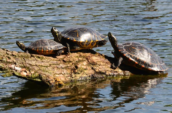 Черепахи Річці — стокове фото