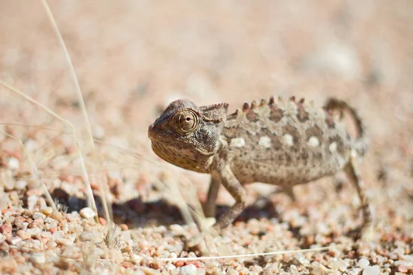 Kameleont Djur Tropisk Ödla Reptil — Stockfoto