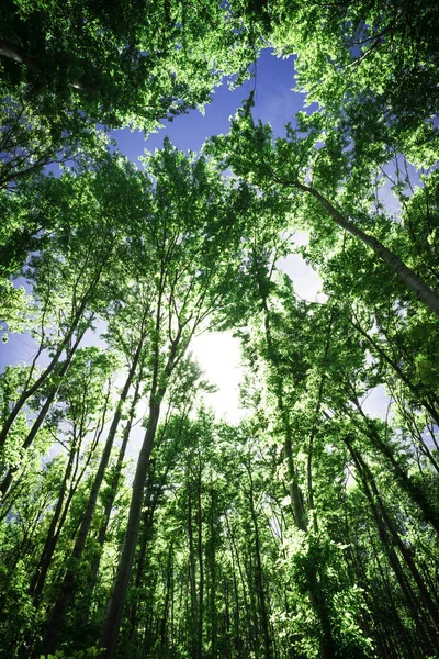 Ηλιακό Φως Ανάμεσα Στα Δέντρα Ένα Δάσος — Φωτογραφία Αρχείου