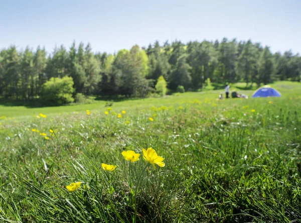 Grüne Wiese Wald Und Zelt Gelbe Blumen Vordergrund — Stockfoto