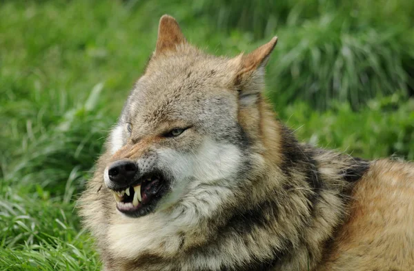 Vista Panorámica Del Lobo Salvaje Naturaleza — Foto de Stock