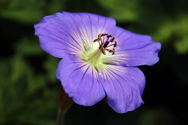 Cranesbill Violet Purple Flowers Petals Flora — Stock Photo, Image