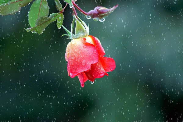 Rote Rose Hängt Regen — Stockfoto