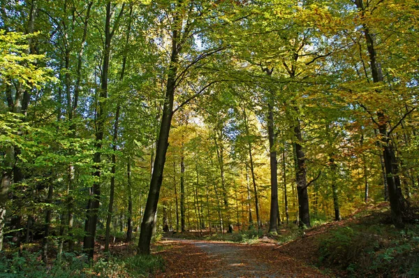 Φθινοπωρινό Δάσος Στη Φύση — Φωτογραφία Αρχείου