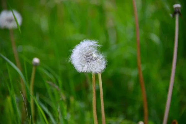 Verschillende Bloemen Selectieve Focus — Stockfoto