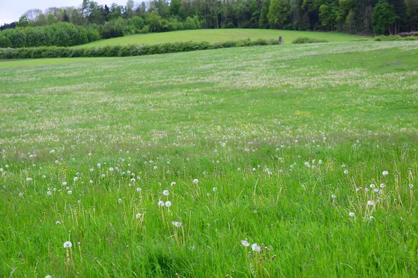 Nahaufnahme Von Löwenzahn Auf Der Wiese Tag — Stockfoto