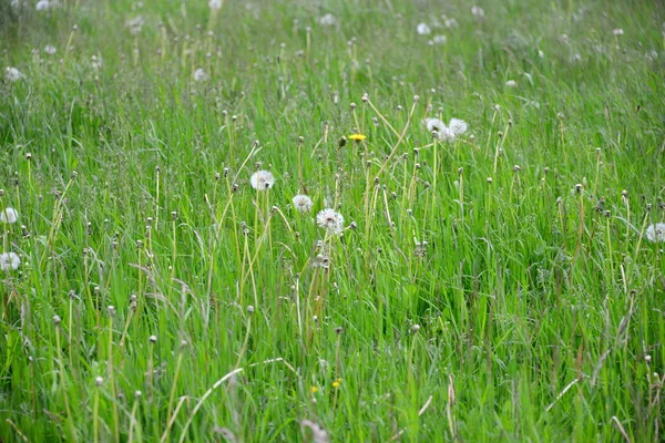 Different Flowers Selective Focus — Stock Photo, Image