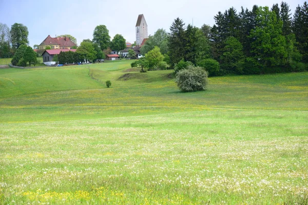 Fiori Diversi Attenzione Selettiva — Foto Stock