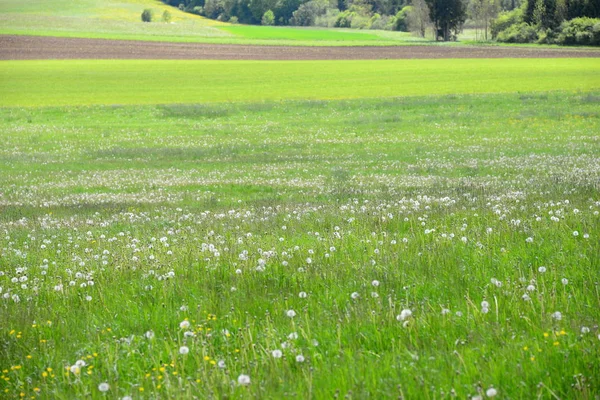 Verschillende Bloemen Selectieve Focus — Stockfoto