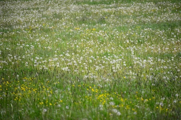 Different Flowers Selective Focus — Stock Photo, Image