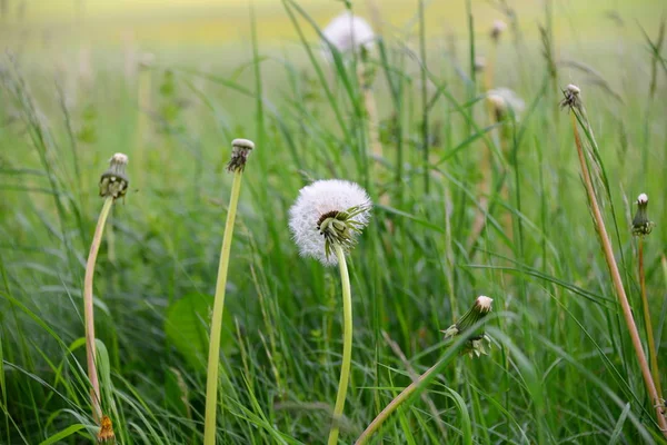 Olika Blommor Selektivt Fokus — Stockfoto