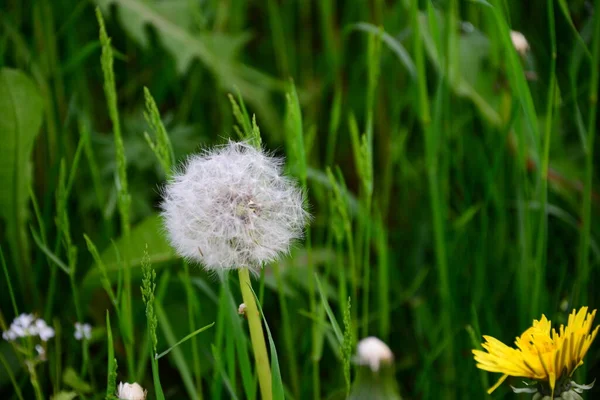 異なる花 選択的焦点 — ストック写真