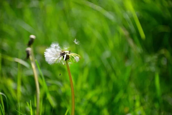 Krásný Botanický Záběr Přírodní Tapety — Stock fotografie