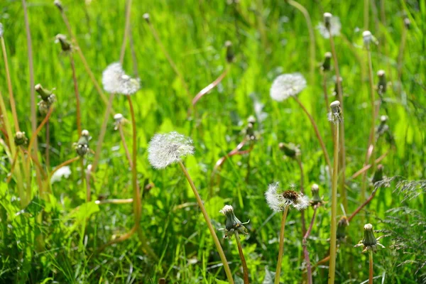 Olika Blommor Selektivt Fokus — Stockfoto