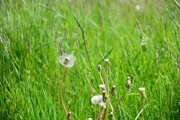 Olika Blommor Selektivt Fokus — Stockfoto