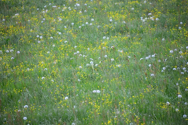 Verschiedene Blüten Selektiver Fokus — Stockfoto