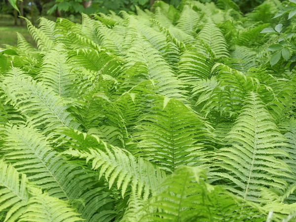 Zielone Liście Rośliny Fern Czyli Pteridophyta Lub Pteridophyty — Zdjęcie stockowe