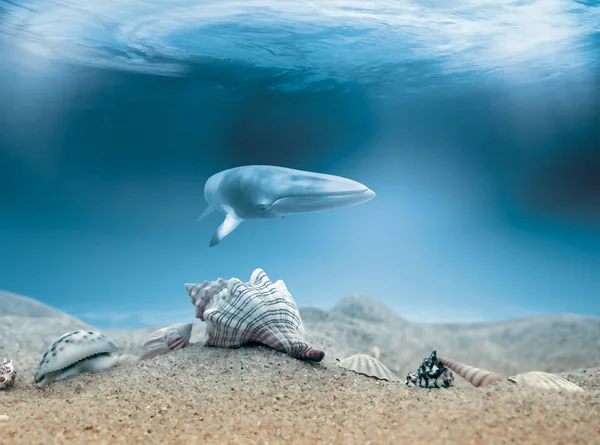 Mořské Téma Tapety Denní Světlo Záběr — Stock fotografie