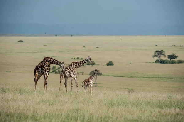 Giraffe National Park Masai Mara — Stock Photo, Image
