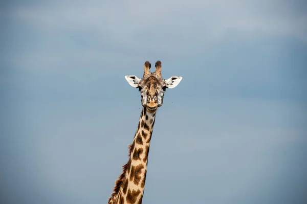 Girafe Dans Parc National Masai Mara — Photo