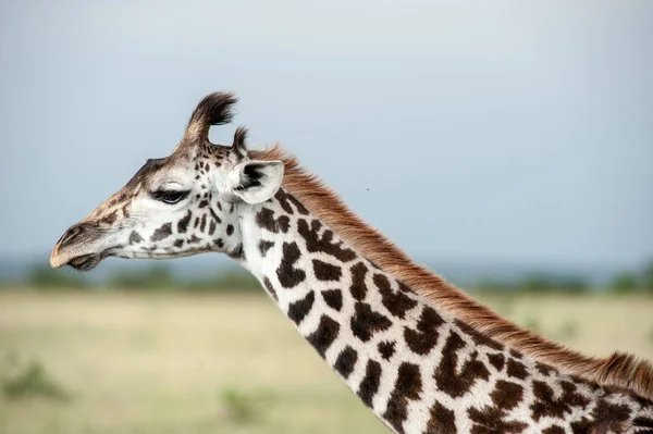 Jirafa Parque Nacional Masai Mara — Foto de Stock