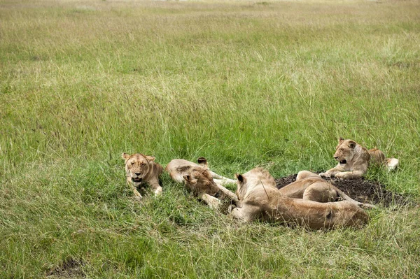 Leão Rei Savana África — Fotografia de Stock