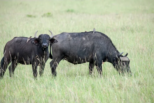 Grande Búfalo Savana África — Fotografia de Stock