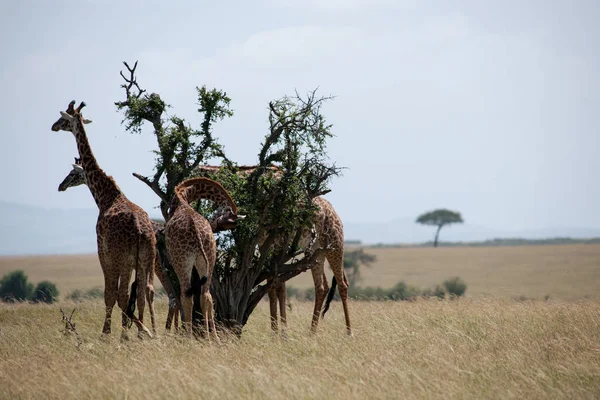 Жираф Национальном Парке Масаи Мара — стоковое фото